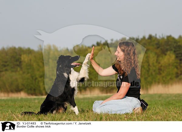 Border Collie shows trick / YJ-01483