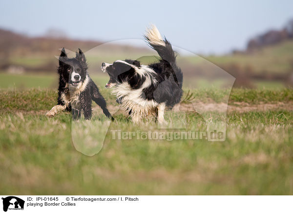 playing Border Collies / IPI-01645