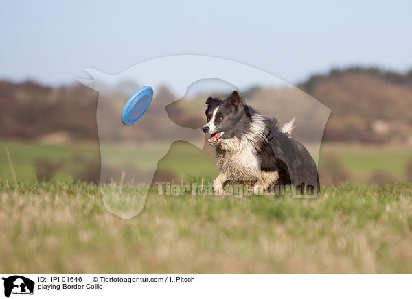 playing Border Collie / IPI-01646