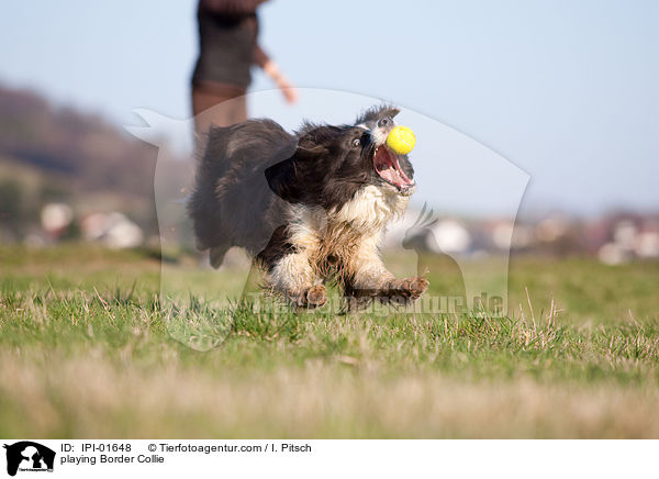 playing Border Collie / IPI-01648
