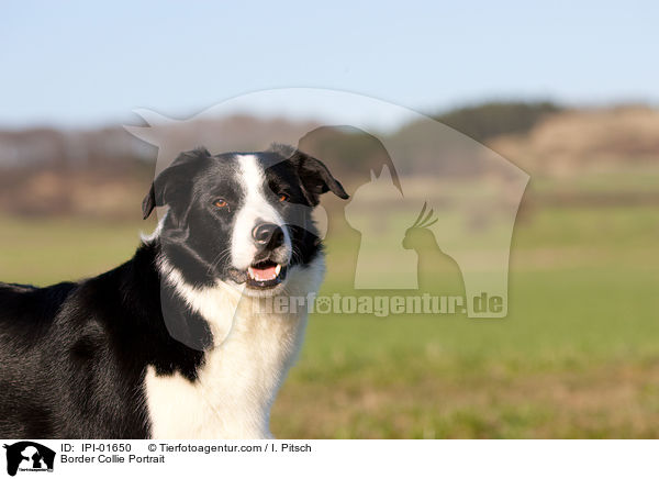 Border Collie Portrait / IPI-01650