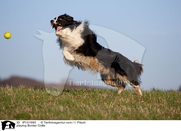playing Border Collie / IPI-01660