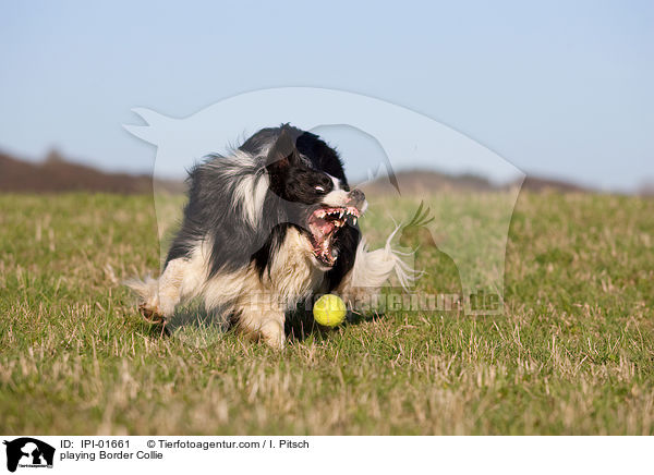 playing Border Collie / IPI-01661