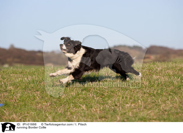 running Border Collie / IPI-01666