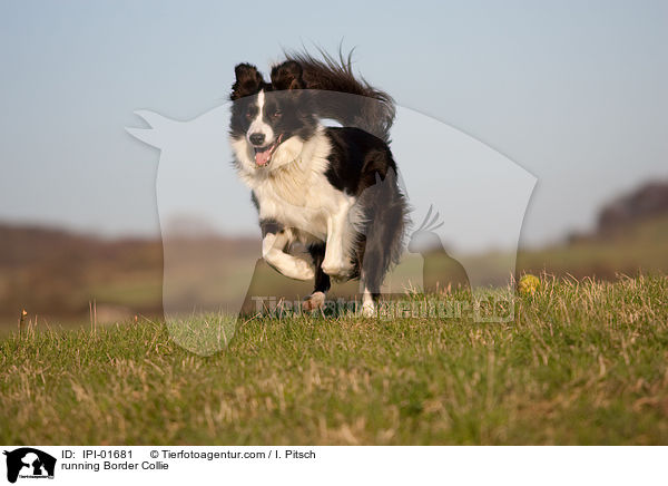 running Border Collie / IPI-01681