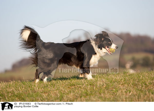 playing Border Collie / IPI-01683