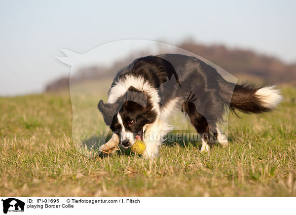 playing Border Collie / IPI-01695