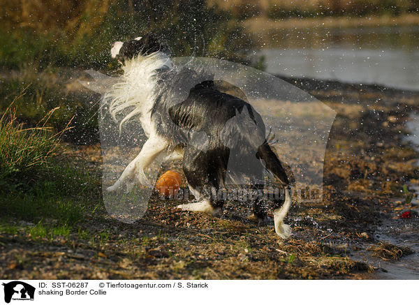 shaking Border Collie / SST-06287