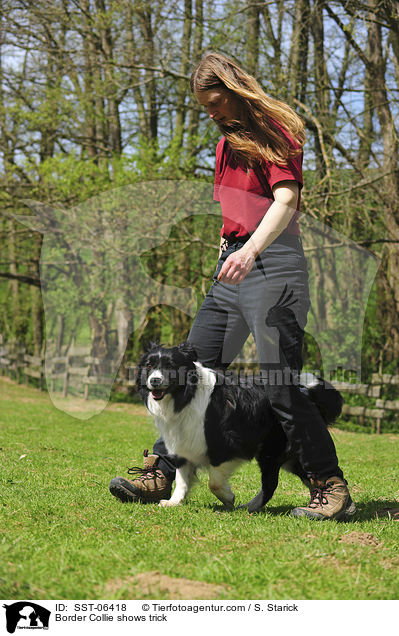 Border Collie zeigt Trick / Border Collie shows trick / SST-06418
