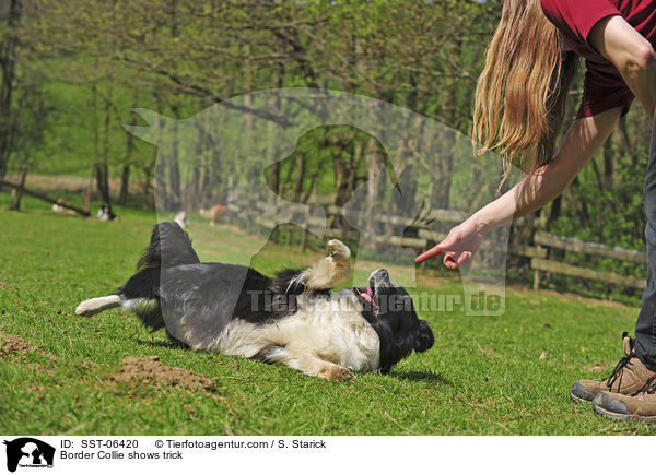 Border Collie zeigt Trick / Border Collie shows trick / SST-06420
