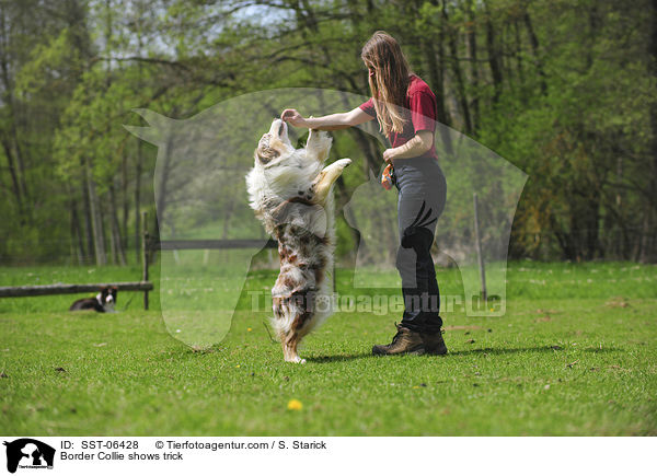 Border Collie macht Mnnchen / Border Collie shows trick / SST-06428