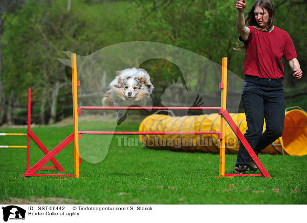 Border Collie beim Agility / Border Collie at agility / SST-06442