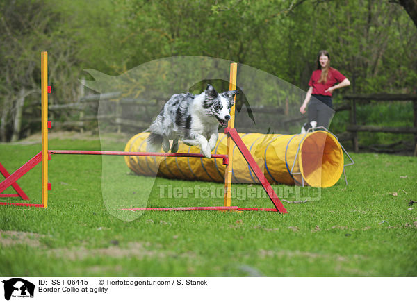 Border Collie beim Agility / Border Collie at agility / SST-06445