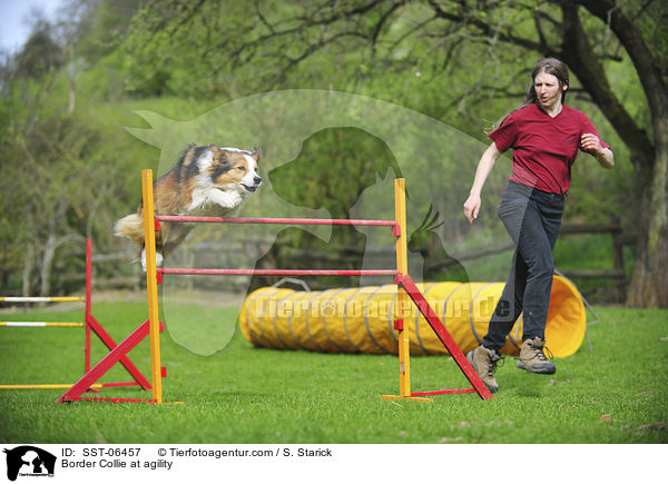 Border Collie beim Agility / Border Collie at agility / SST-06457
