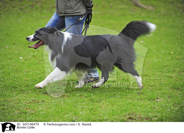 Border Collie / Border Collie / SST-06475