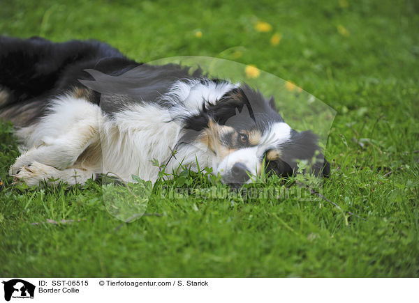 Border Collie / Border Collie / SST-06515