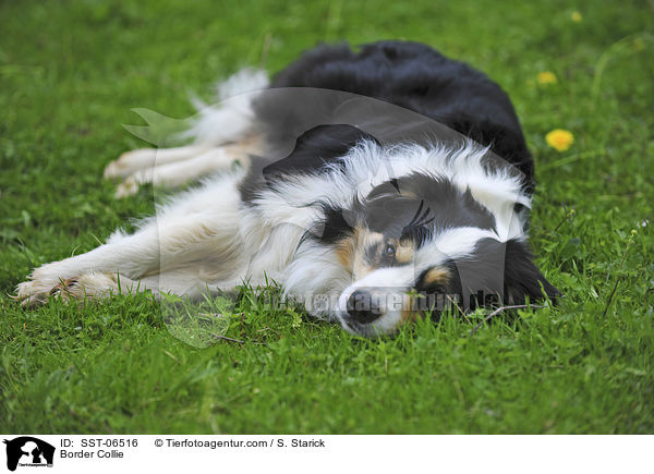 Border Collie / Border Collie / SST-06516