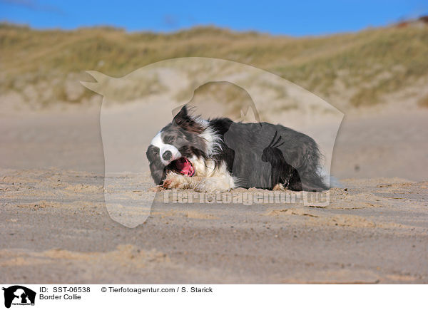 Border Collie / SST-06538