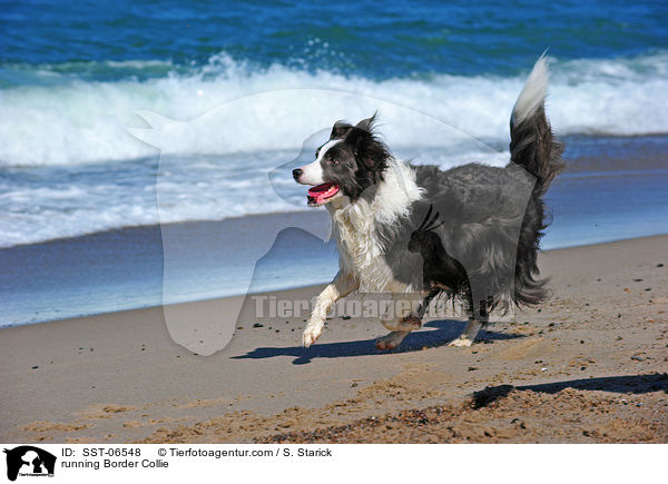 running Border Collie / SST-06548