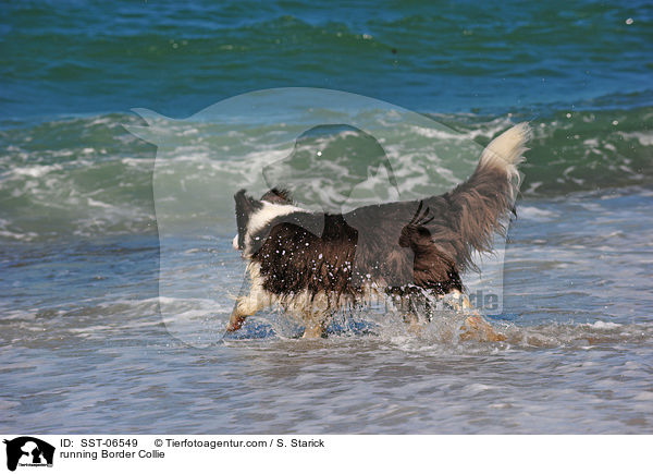 running Border Collie / SST-06549