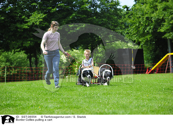 Border Collies pulling a cart / SST-06554
