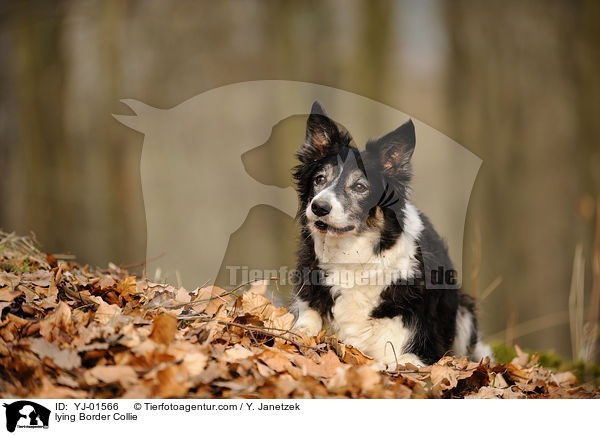 lying Border Collie / YJ-01566