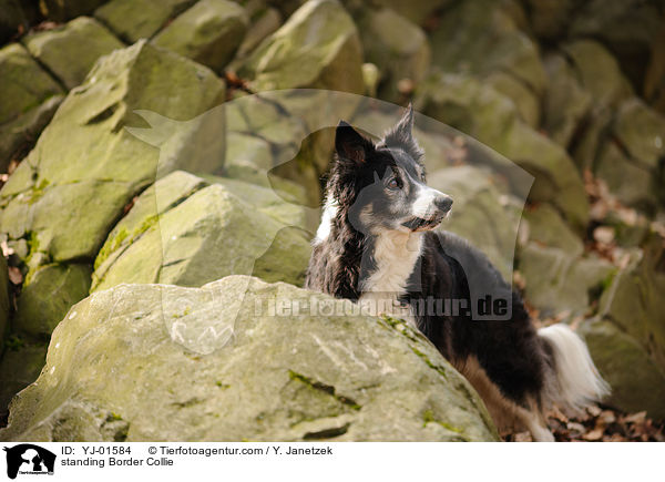 standing Border Collie / YJ-01584
