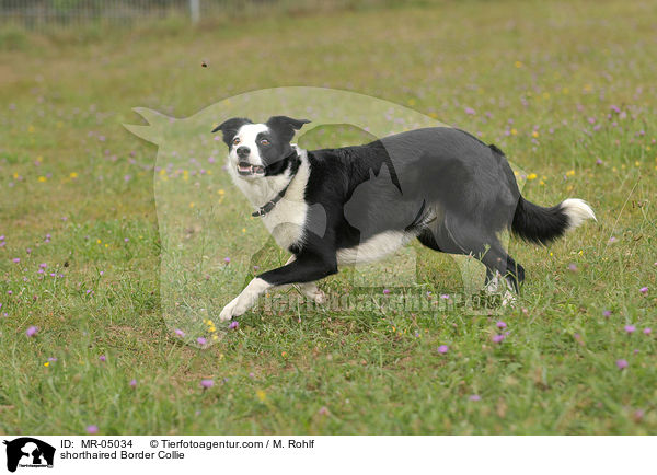 shorthaired Border Collie / MR-05034