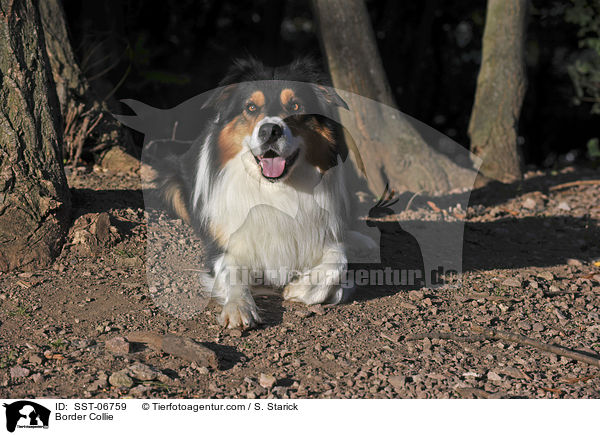 Border Collie / SST-06759