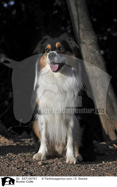 Border Collie / SST-06761