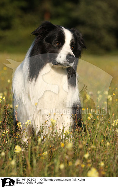 Border Collie Portrait / MK-02303