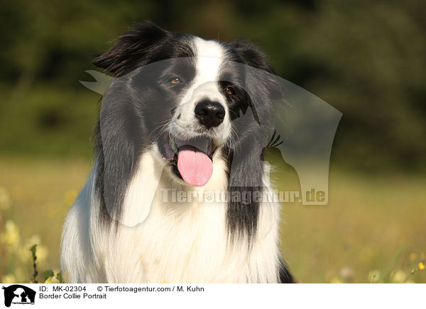 Border Collie Portrait / MK-02304