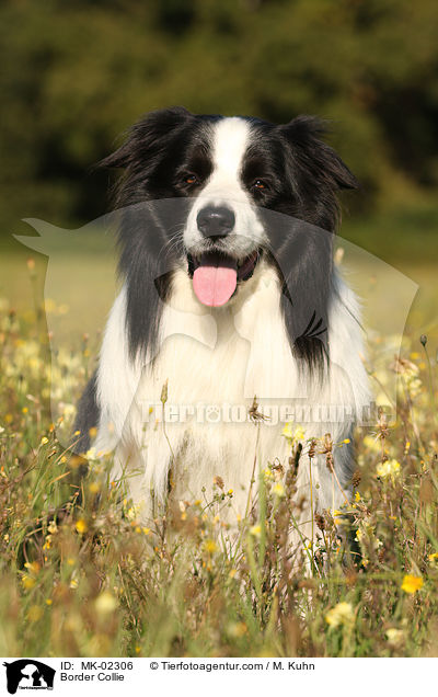 Border Collie / MK-02306
