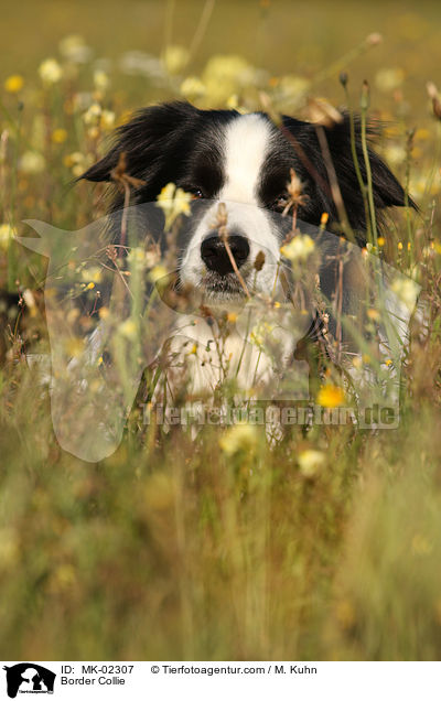 Border Collie / MK-02307