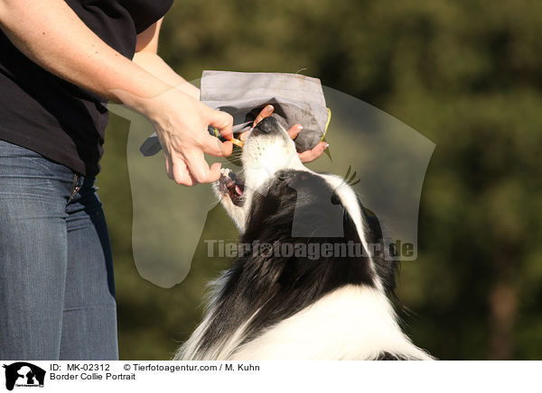 Border Collie Portrait / Border Collie Portrait / MK-02312