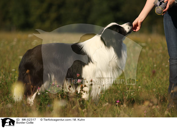 Border Collie / MK-02317