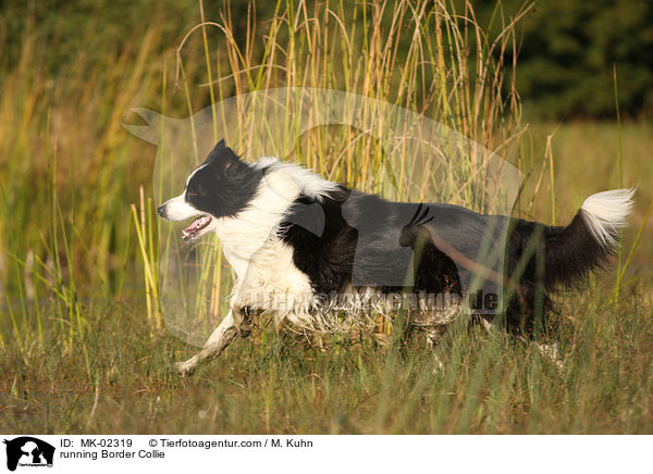 running Border Collie / MK-02319