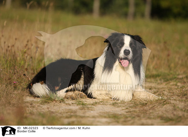 Border Collie / MK-02323