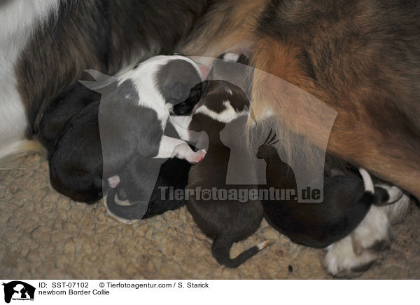 neugeborener Border Collie / newborn Border Collie / SST-07102