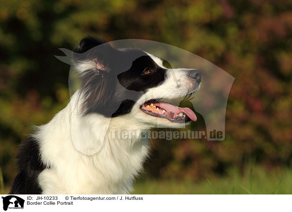 Border Collie Portrait / JH-10233