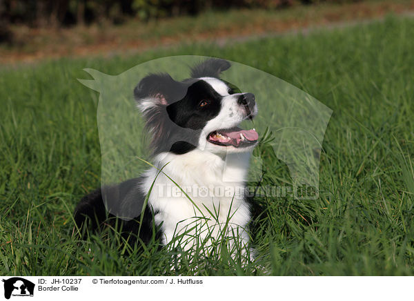 Border Collie / JH-10237