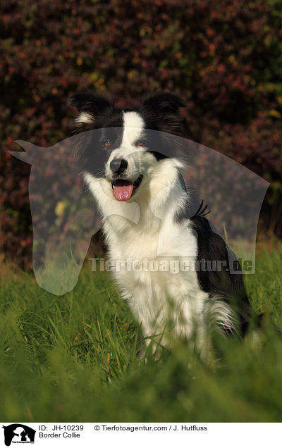 Border Collie / JH-10239