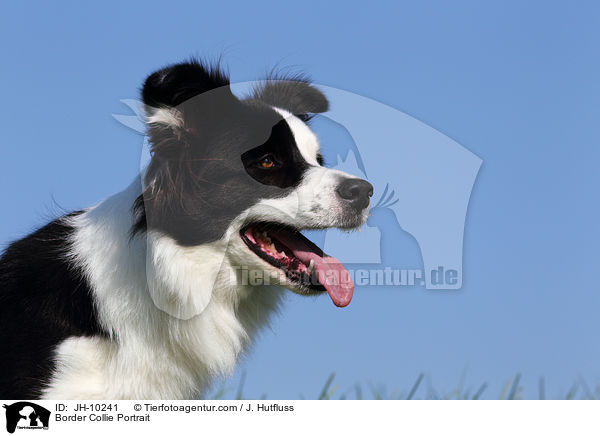 Border Collie Portrait / JH-10241