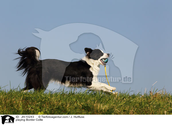 playing Border Collie / JH-10243