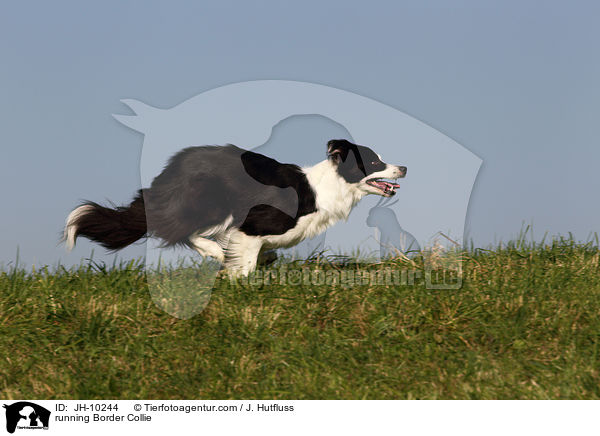 running Border Collie / JH-10244