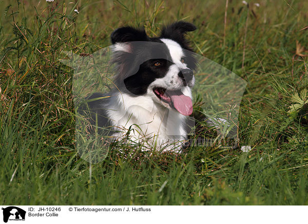 Border Collie / JH-10246