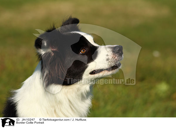 Border Collie Portrait / JH-10247