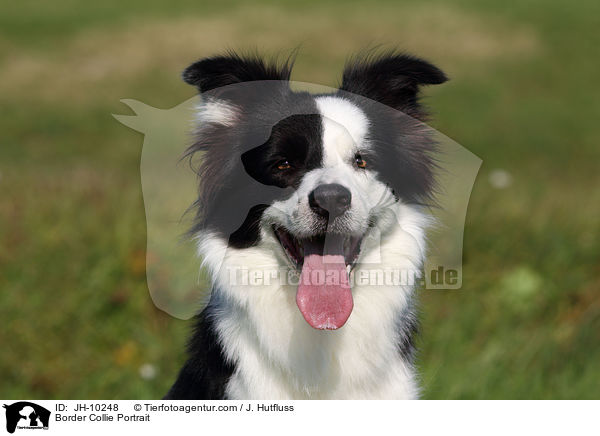Border Collie Portrait / JH-10248
