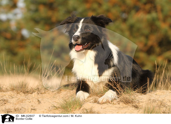 Border Collie / MK-02607