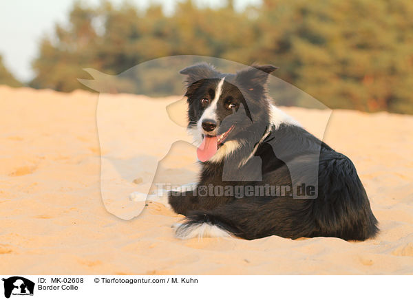 Border Collie / MK-02608